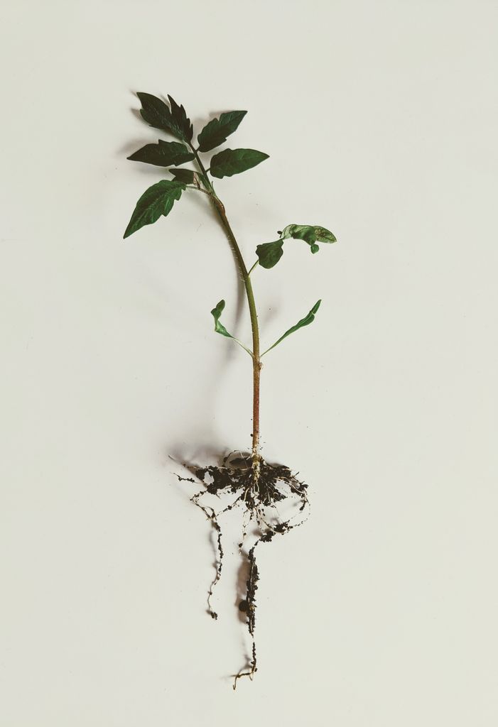 A fresh tomato seedling with exposed roots against a clean white background, ideal for gardening and plant growth themes.
